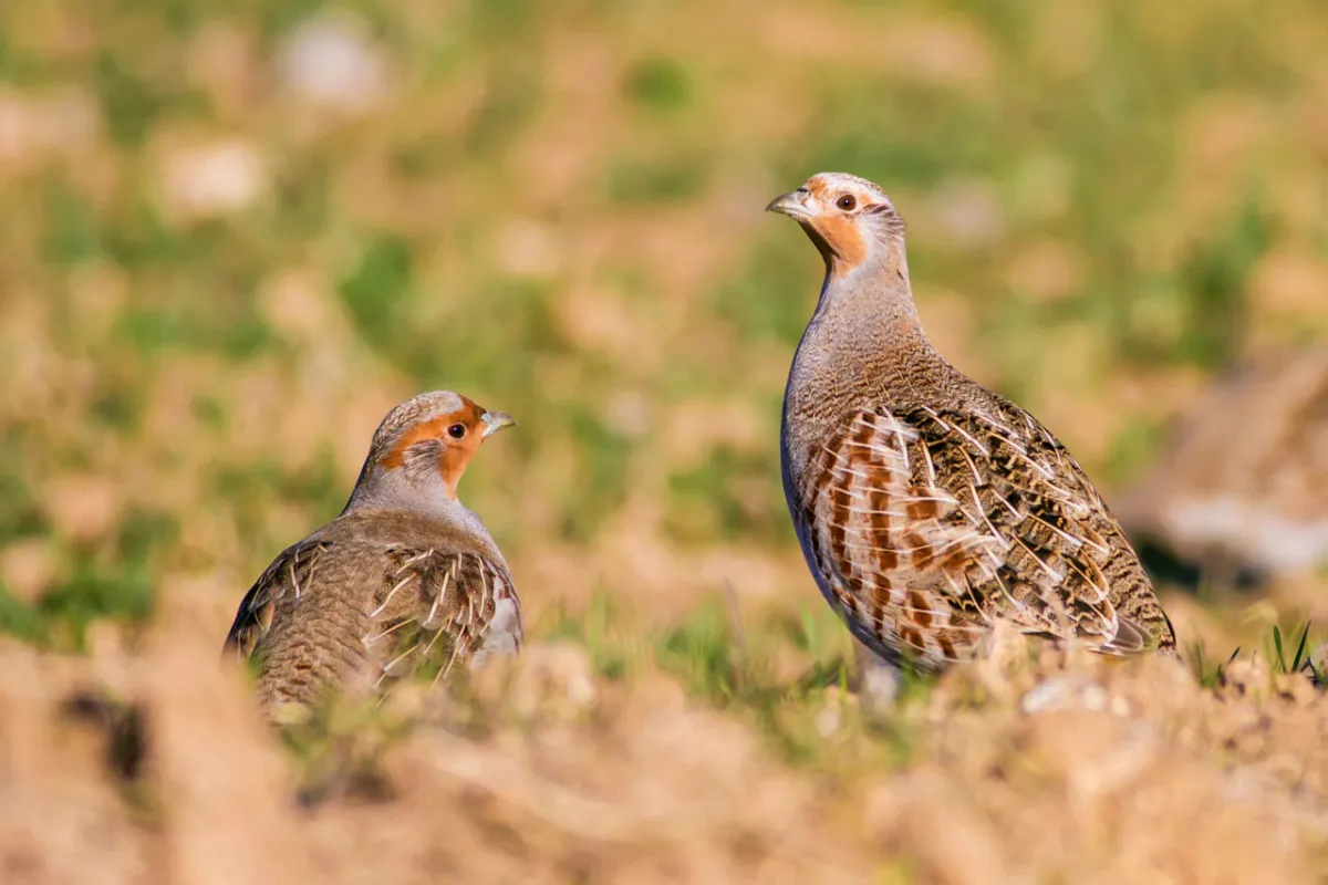 400 perdrix grises relâchées dans leur milieu naturel