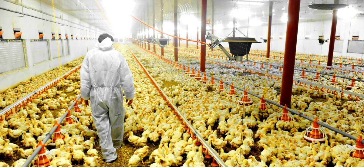 Les éleveurs laissent des plumes