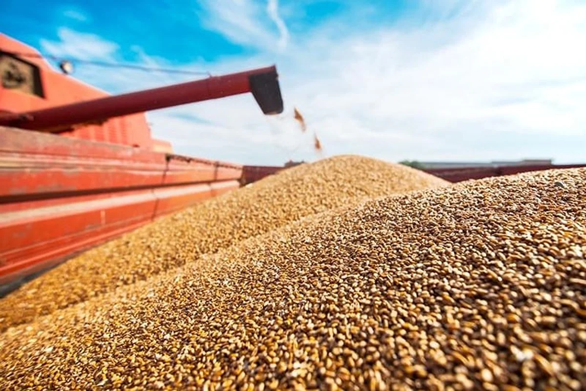 La production de céréales en hausse