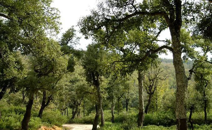 Trois sites pour créer des forêts récréatives
