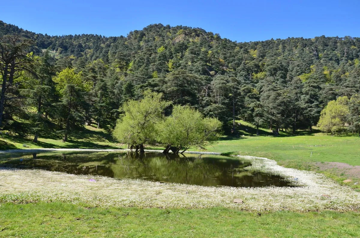 40.000 visiteurs au parc national de Theniet El Had