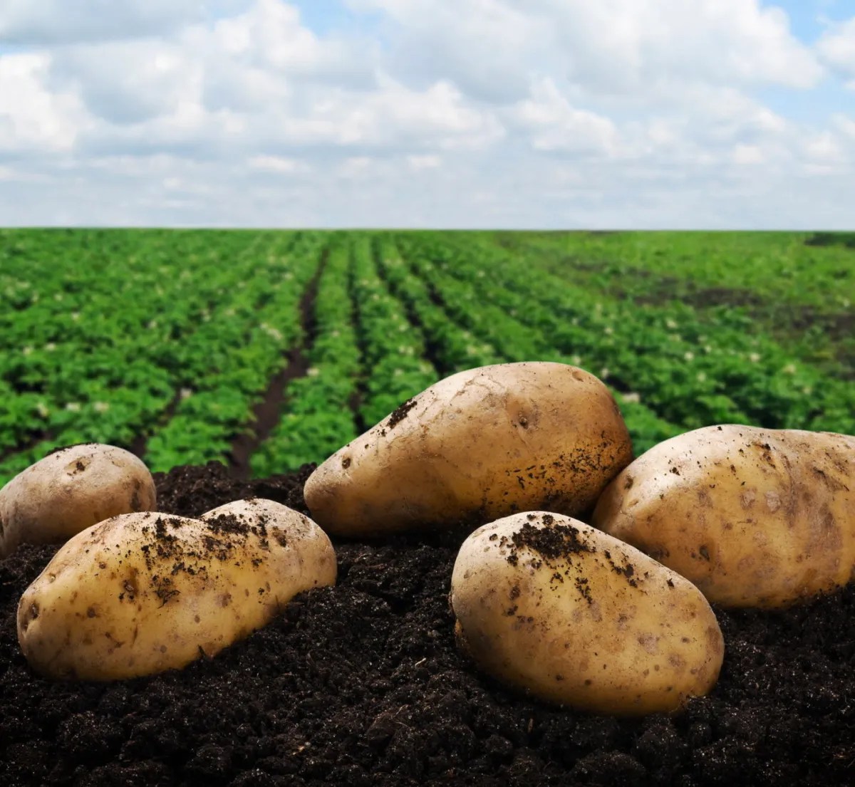 1,7 million de quintaux de pommes de terre de saison attendus