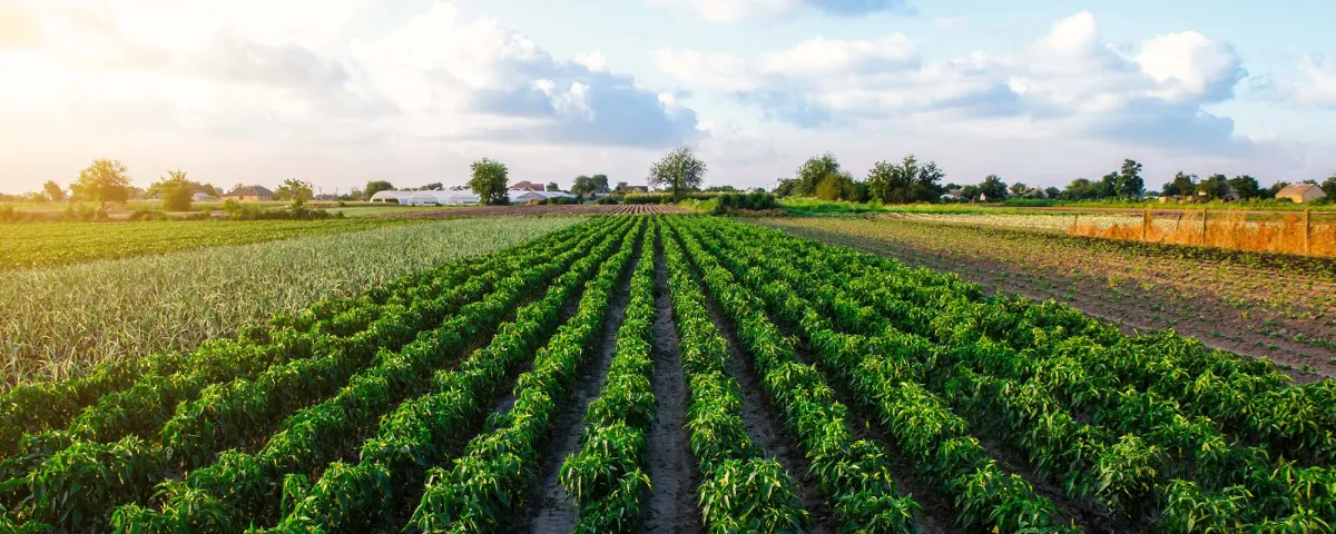 Des progrès notables» dans le recensement des pertes agricoles  