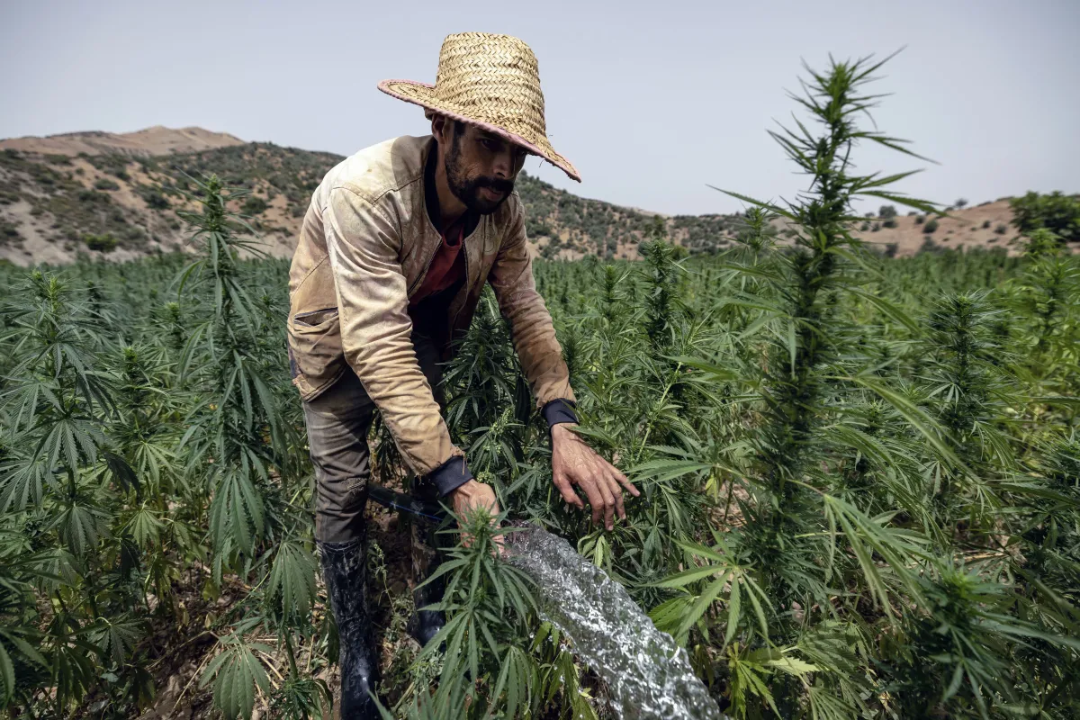 Du cannabis à la fabrication de drogues de synthèse    