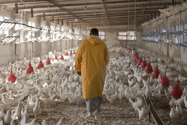 La Fédération des aviculteurs appelle à la baisse des prix  