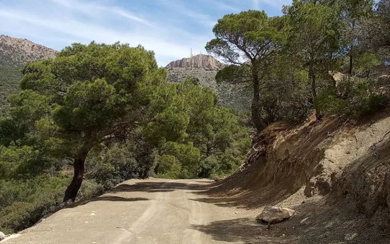 Aménagement de chemins forestiers dans plusieurs communes