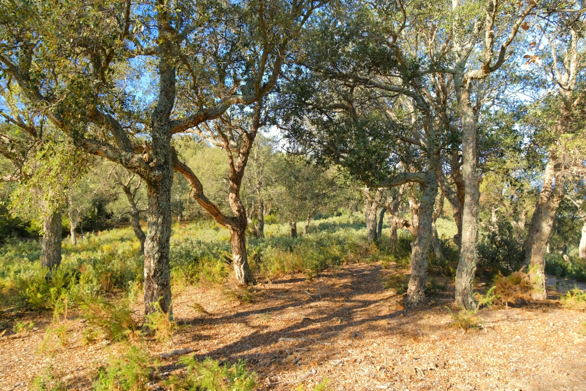 Réhabilitation annoncée des forêts de chênes-lièges  
