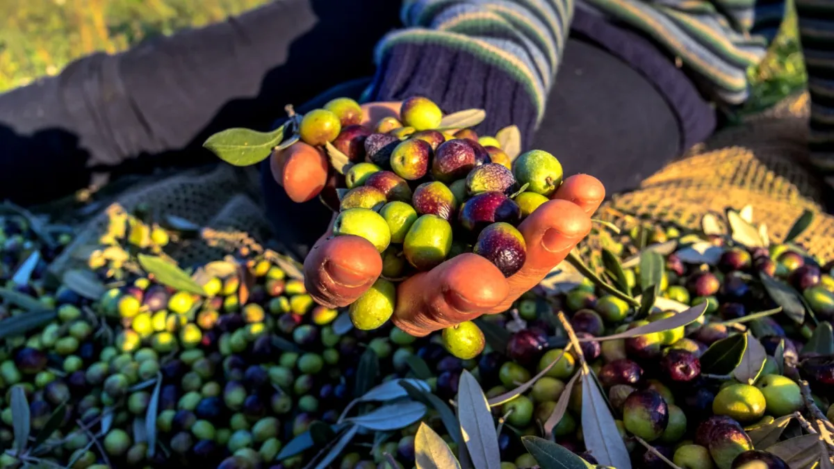 L'huile d'olive et l’enjeu de la qualité