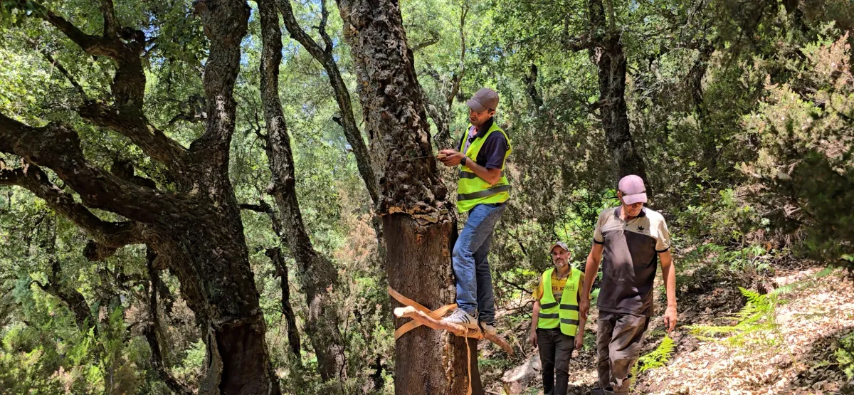 Comment restaurer le patrimoine forestier ?